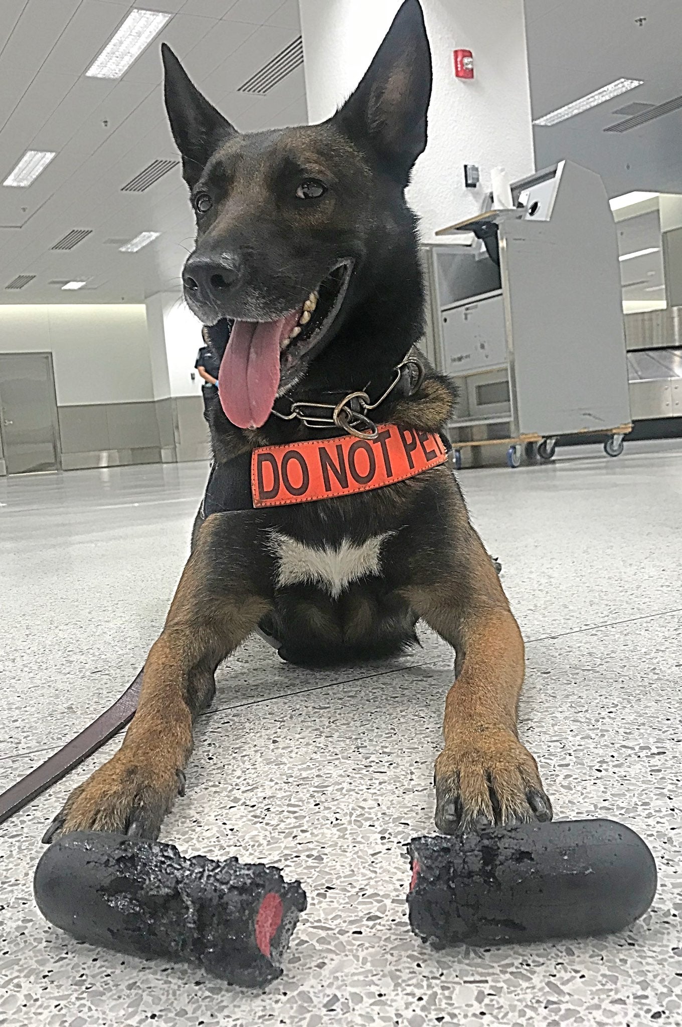 k9 coffee dog jack at work
